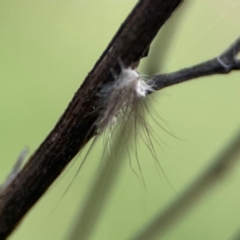 Anestia (genus) (A tiger moth) at Mount Ainslie - 8 Jan 2024 by Hejor1