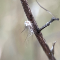 Anestia (genus) at Mount Ainslie - 8 Jan 2024