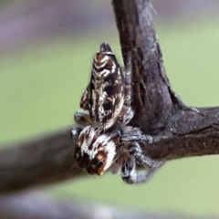 Opisthoncus serratofasciatus at Mount Ainslie - 8 Jan 2024