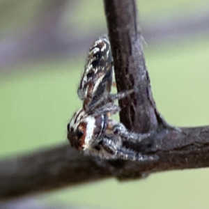 Opisthoncus serratofasciatus at Mount Ainslie - 8 Jan 2024