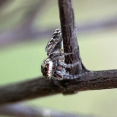 Opisthoncus serratofasciatus at Mount Ainslie - 8 Jan 2024