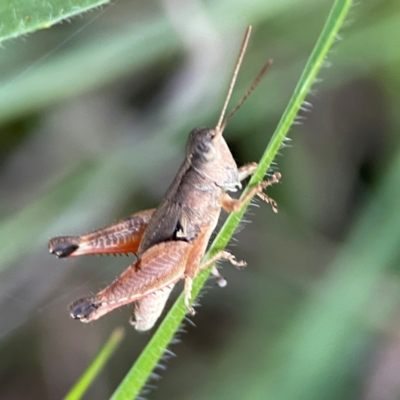 Phaulacridium vittatum (Wingless Grasshopper) at Mount Ainslie - 8 Jan 2024 by Hejor1