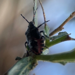 Oechalia schellenbergii (Spined Predatory Shield Bug) at Mount Ainslie - 8 Jan 2024 by Hejor1