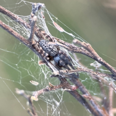 Badumna sp. (genus) (Lattice-web spider) at Mount Ainslie - 8 Jan 2024 by Hejor1