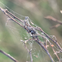 Badumna sp. (genus) at Mount Ainslie - 8 Jan 2024