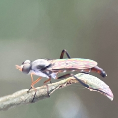 Taenogerella elizabethae at Mount Ainslie - 8 Jan 2024