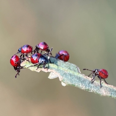 Cermatulus nasalis (Predatory shield bug, Glossy shield bug) at Mount Ainslie - 8 Jan 2024 by Hejor1