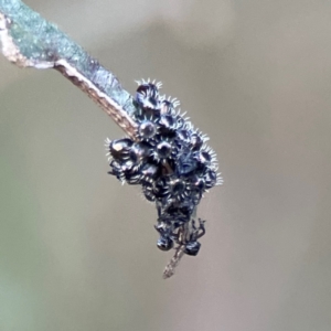 Cermatulus nasalis at Mount Ainslie - 8 Jan 2024