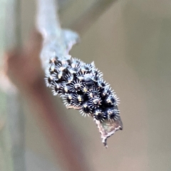 Cermatulus nasalis at Mount Ainslie - 8 Jan 2024