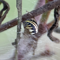 Deliochus pulcher (Beautiful Deliochus spider) at Mount Ainslie - 8 Jan 2024 by Hejor1