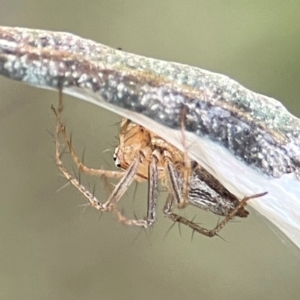 Oxyopes sp. (genus) at Mount Ainslie - 8 Jan 2024