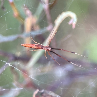 Tetragnatha sp. (genus) (Long-jawed spider) at Mount Ainslie - 8 Jan 2024 by Hejor1