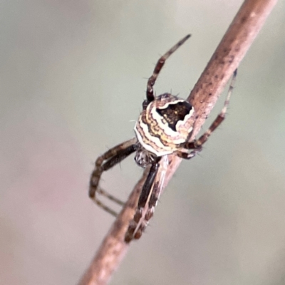 Gea theridioides (An orb weaver spider) at Mount Ainslie - 8 Jan 2024 by Hejor1