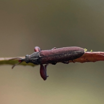 Rhinotia sp. (genus) (Unidentified Rhinotia weevil) at Mount Ainslie - 8 Jan 2024 by Hejor1