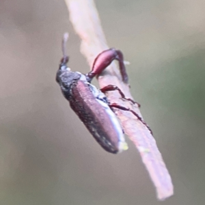 Rhinotia sp. (genus) at Mount Ainslie - 8 Jan 2024