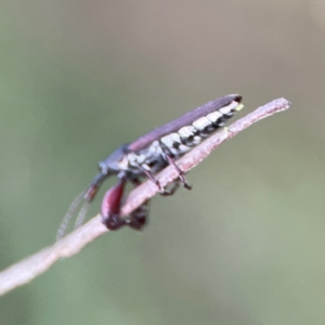 Rhinotia sp. (genus) at Mount Ainslie - 8 Jan 2024