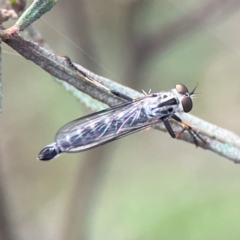 Cerdistus sp. (genus) (Slender Robber Fly) at Mount Ainslie - 8 Jan 2024 by Hejor1