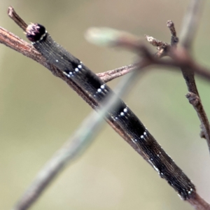 Pholodes sinistraria at Mount Ainslie - 8 Jan 2024 07:31 PM