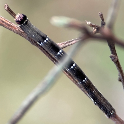Pholodes sinistraria (Sinister or Frilled Bark Moth) at Mount Ainslie - 8 Jan 2024 by Hejor1