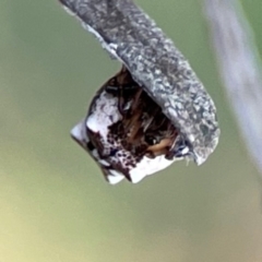 Phoroncidia sextuberculata (Six-knobbed Phoroncidia) at Mount Ainslie - 8 Jan 2024 by Hejor1