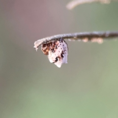 Phoroncidia sextuberculata at Mount Ainslie - 8 Jan 2024