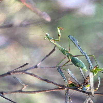 Pseudomantis albofimbriata at Campbell, ACT - 8 Jan 2024 by Hejor1