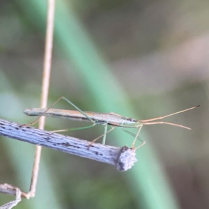 Mutusca brevicornis at Mount Ainslie - 8 Jan 2024