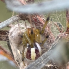 Deliochus zelivira (Messy Leaf Curling Spider) at Mount Ainslie - 8 Jan 2024 by Hejor1