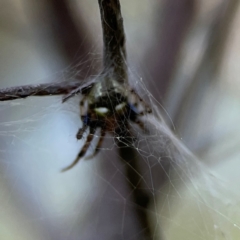 Araneus albotriangulus at Mount Ainslie - 8 Jan 2024