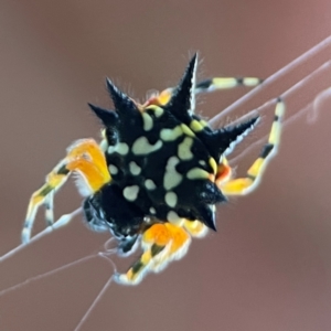 Austracantha minax at Mount Ainslie - 8 Jan 2024 07:42 PM