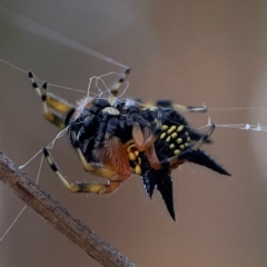 Austracantha minax at Mount Ainslie - 8 Jan 2024 07:42 PM