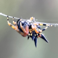 Austracantha minax at Mount Ainslie - 8 Jan 2024 07:42 PM