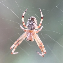 Salsa fuliginata (Sooty Orb-weaver) at Mount Ainslie - 8 Jan 2024 by Hejor1