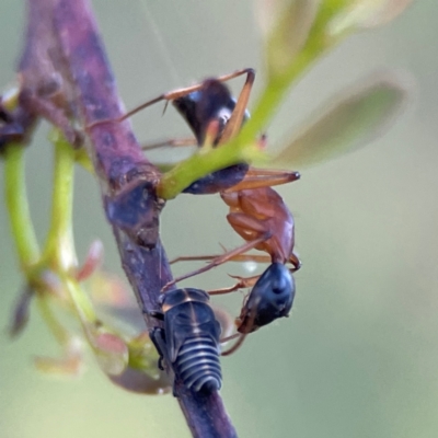 Camponotus consobrinus (Banded sugar ant) at Mount Ainslie - 8 Jan 2024 by Hejor1