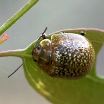 Paropsisterna cloelia (Eucalyptus variegated beetle) at Mount Ainslie - 8 Jan 2024 by Hejor1