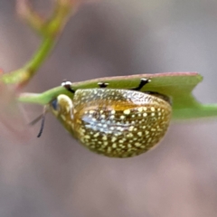 Paropsisterna cloelia at Mount Ainslie - 8 Jan 2024