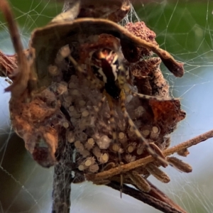 Theridion pyramidale at Mount Ainslie - 8 Jan 2024