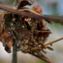 Theridion pyramidale at Mount Ainslie - 8 Jan 2024