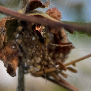 Theridion pyramidale at Mount Ainslie - 8 Jan 2024