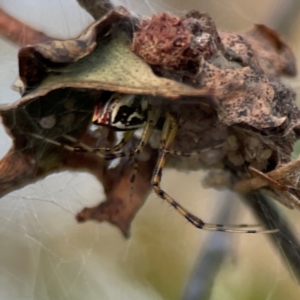 Theridion pyramidale at Mount Ainslie - 8 Jan 2024