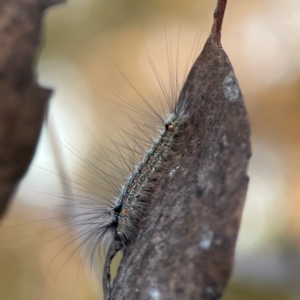 Anestia (genus) at Mount Ainslie - 8 Jan 2024 07:48 PM