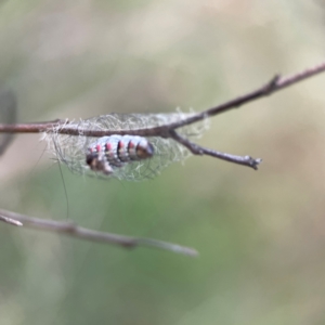 Anestia (genus) at Mount Ainslie - 8 Jan 2024 07:48 PM