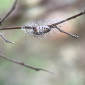 Anestia (genus) at Mount Ainslie - 8 Jan 2024 07:48 PM