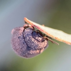 Trachymela sp. (genus) (Brown button beetle) at Mount Ainslie - 8 Jan 2024 by Hejor1