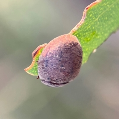 Trachymela sp. (genus) at Mount Ainslie - 8 Jan 2024