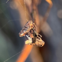 Eurymeloides sp. (genus) (Eucalyptus leafhopper) at Mount Ainslie - 8 Jan 2024 by Hejor1