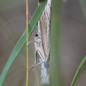 Culladia cuneiferellus at Higgins Woodland - 29 Dec 2023 01:06 PM