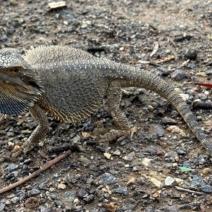 Pogona barbata at Red Hill Nature Reserve - 8 Jan 2024