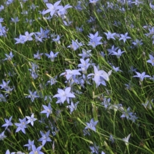 Wahlenbergia capillaris at Evatt, ACT - 10 Dec 2023