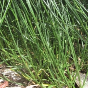 Wahlenbergia capillaris at Evatt, ACT - 10 Dec 2023